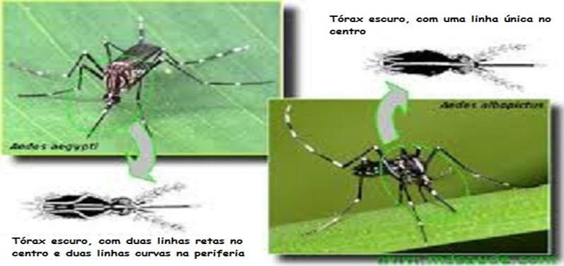 Aedes Aegypti e Albopictus: Infecção Amplificada [Estudo]